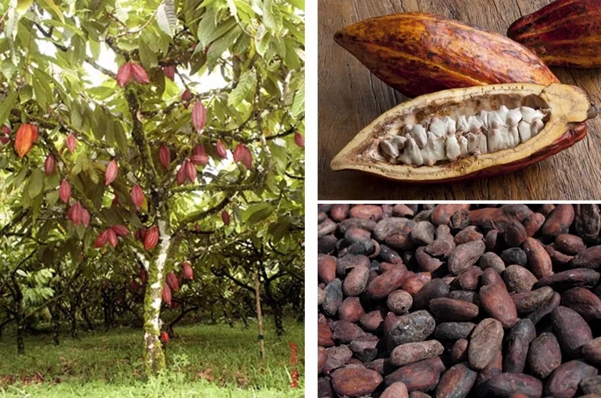 可可树,可可果及果荚中的可可豆 图片来自网络