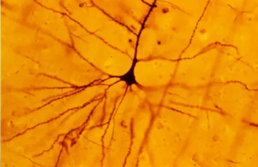 0000.webp.jpg 0000.webp.jpg